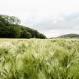 Weites, grünes Getreidefeld vor bewaldeten Hügeln unter bewölktem Himmel in einer ländlichen Landschaft.