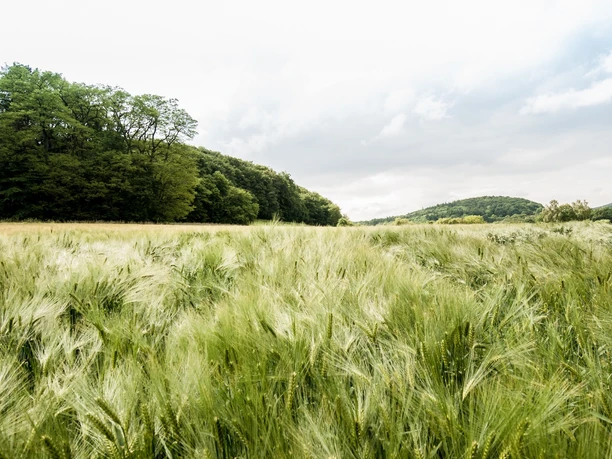 Weites, grünes Getreidefeld vor bewaldeten Hügeln unter bewölktem Himmel in einer ländlichen Landschaft.