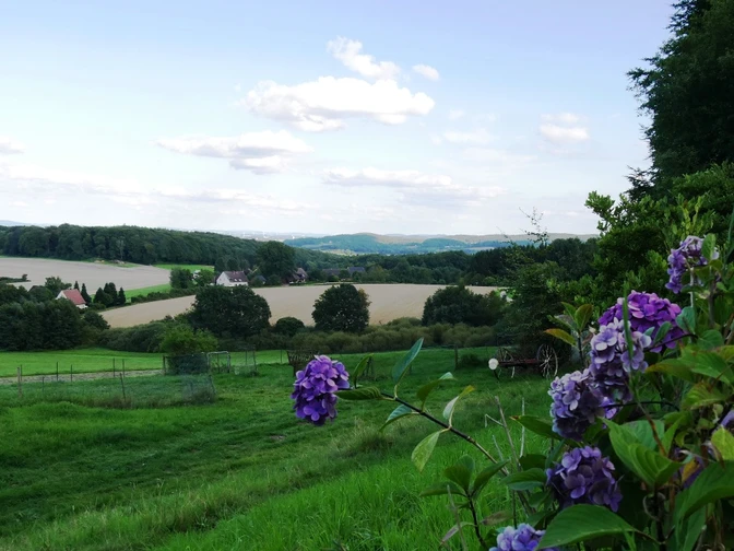 Landschaft in sanften Hügeln mit lila Blüten im Vordergrund, Felder und Wälder im Hintergrund.