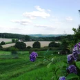 Blick in die Ascheloher Schweiz Landschaft in sanften Hügeln mit lila Blüten im Vordergrund, Felder und Wälder im Hintergrund.