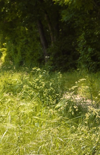 Ein schmaler Pfad schlängelt sich durch ein sonnendurchflutetes, grünes Feld am Waldrand.