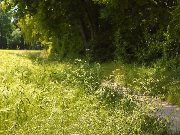 Feld am Wanderweg Ein schmaler Pfad schlängelt sich durch ein sonnendurchflutetes, grünes Feld am Waldrand.