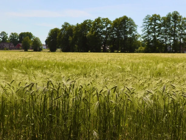 Wanderweg am Feldrand Ein weites Getreidefeld bei Sonnenschein, im Hintergrund eine Baumreihe und einige Häuser.