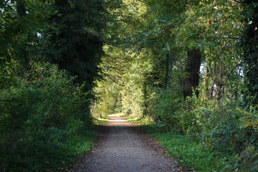 Wanderweg am Verler See Ein schattiger, mit Laub gesäumter Waldweg, der sich durch dichte grüne Bäume windet.