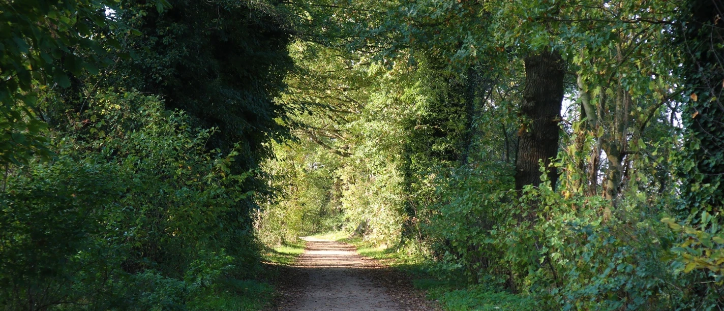 Wanderweg am Verler See Ein schattiger, mit Laub gesäumter Waldweg, der sich durch dichte grüne Bäume windet.