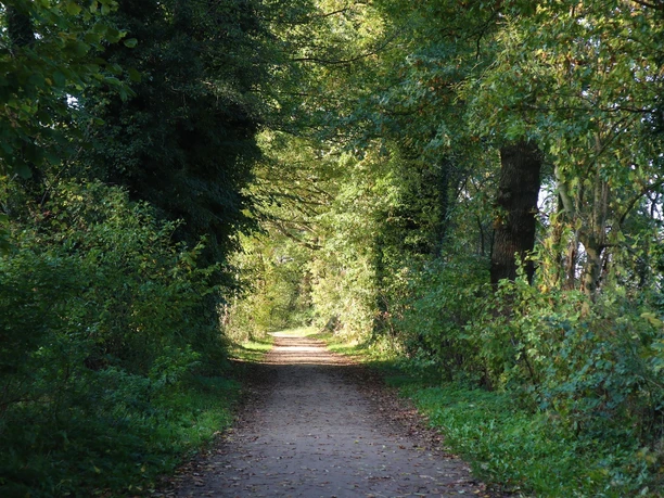 Wanderweg am Verler See Ein schattiger, mit Laub gesäumter Waldweg, der sich durch dichte grüne Bäume windet.