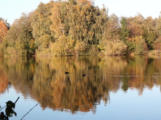 Ein ruhiger See mit Enten, umgeben von herbstlich gefärbten Bäumen, spiegelt die Landschaft wider.