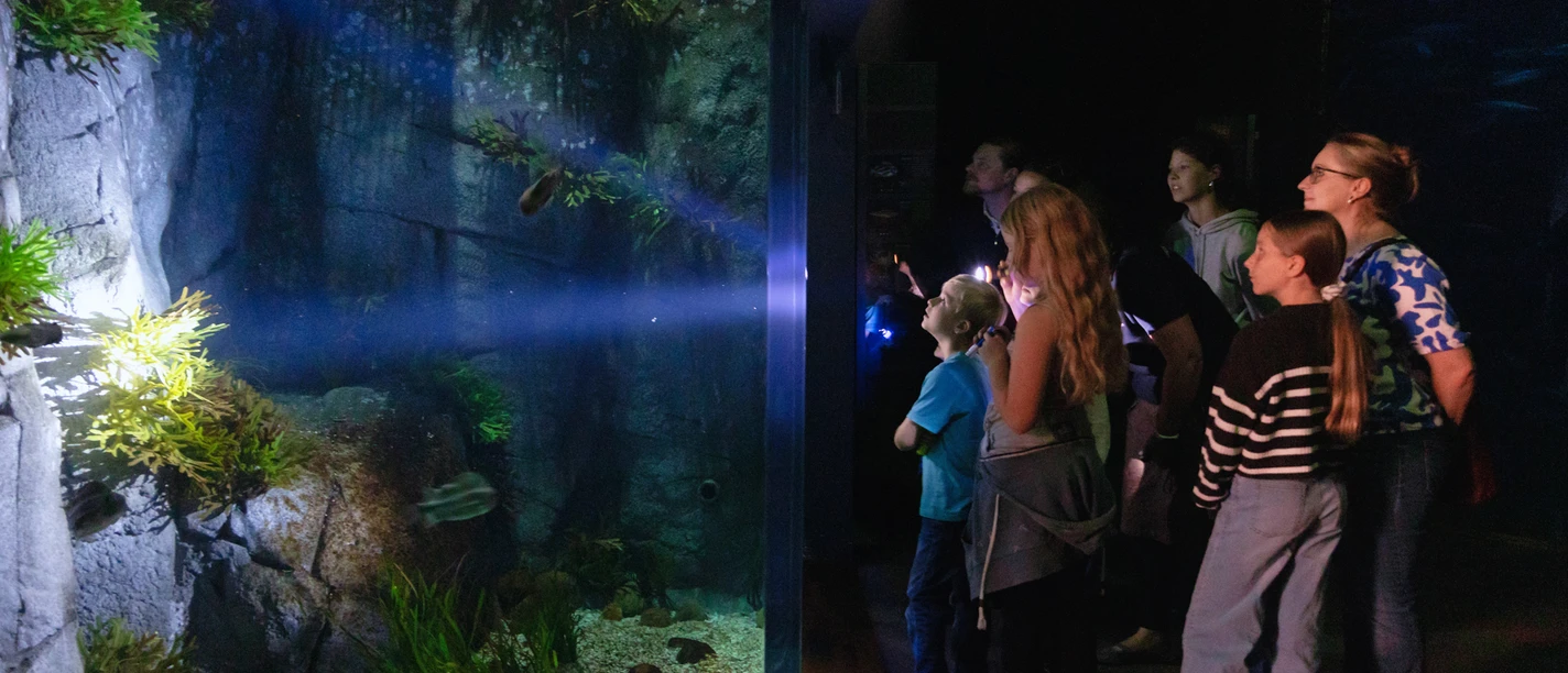 02_OZEANEUM_Taschenlampenführung_Foto Anke Neumeister_DMM 02_OZEANEUM_Taschenlampenführung_Foto Anke Neumeister_DMM
