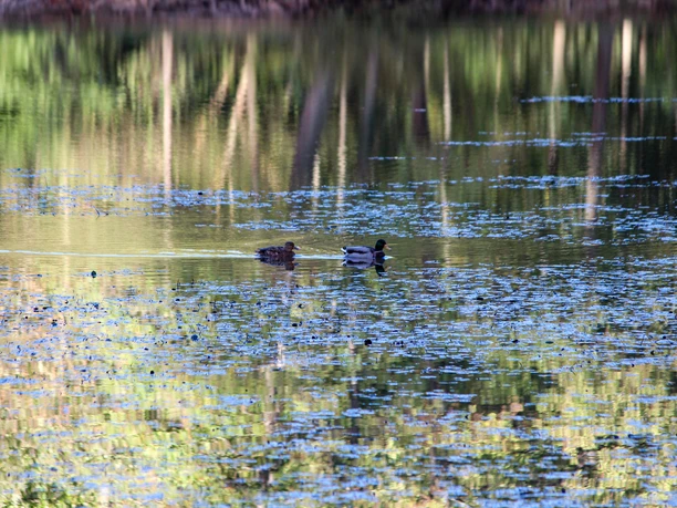 Enten auf Weiher Enten auf Weiher