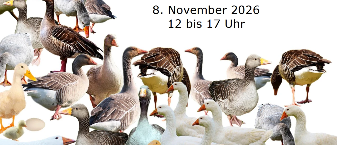 Bild Martinsmarkt.png Bild Martinsmarkt.png