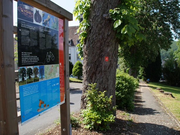 Infotafel am Baumweg <p>Infotafel in grüner Umgebung mit Bäumen und Gehweg in Morsbach, lädt zum Entdecken ein.</p>