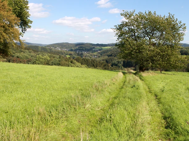 Bergischer Panoramasteig im Leppetal Landschaft mit grünem Feldweg, Baum rechts, hügelige Wälder und ferne Berge unter blauem Himmel.
