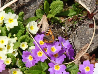 Natur am Wegesrand Ein Kleiner Fuchs-Schmetterling ruht auf lila und gelben Primelblüten in einem Gartenbeet.