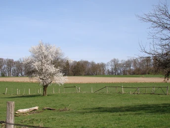 Wiese in Feckelsberg Blühender Baum auf grüner Wiese, umgeben von kahlen Bäumen und einem Acker unter blauem Himmel.