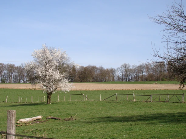 Wiese in Feckelsberg Blühender Baum auf grüner Wiese, umgeben von kahlen Bäumen und einem Acker unter blauem Himmel.