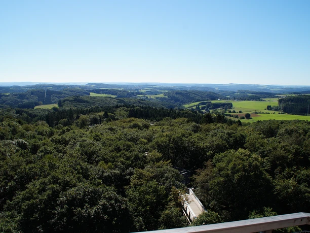 Ausblick vom Aussichtsturm auf Panarbora Weitläufige, von dichtem Wald dominierte Hügellandschaft bei klarem Himmel im Mühlviertel, Oberösterreich.