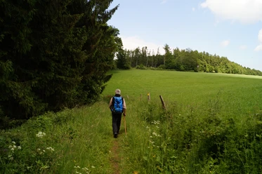 Wiesenpfad Wanderer mit blauem Rucksack auf einem grünen Waldpfad, von Bäumen flankiert, unter blauem Himmel.
