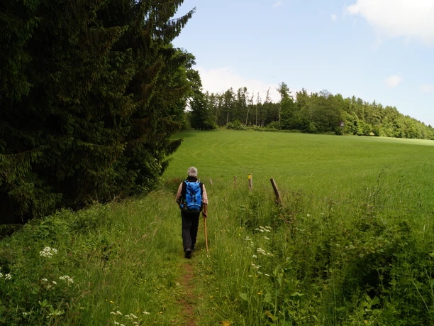 Wiesenpfad Wanderer mit blauem Rucksack auf einem grünen Waldpfad, von Bäumen flankiert, unter blauem Himmel.