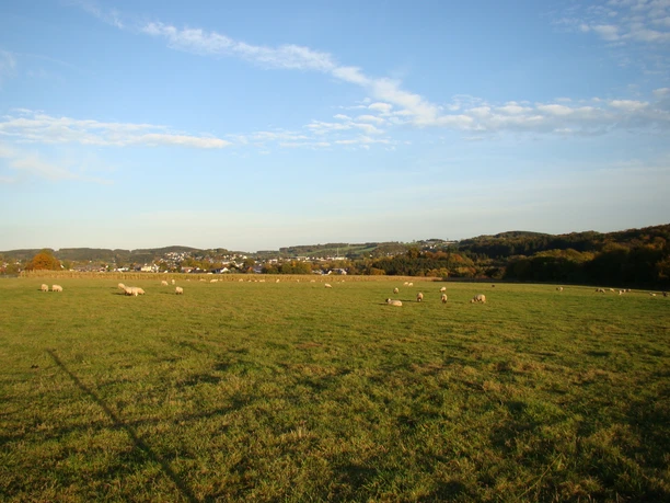 Wiese oberhalb des Freilichtmuseums mit Blick auf Lindlar Weite grüne Wiesen unter blauem Himmel, Schafe weiden friedlich im Vordergrund, ferne Hügel sichtbar.