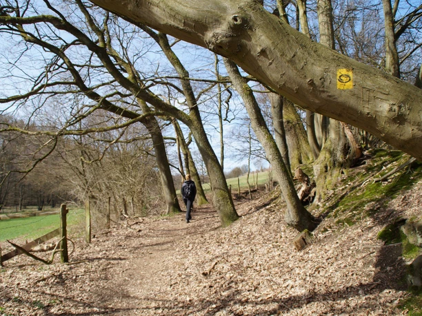 Bergischer Panoramasteig hinter Hückeswagen Ein Wanderer folgt einem leicht hügeligen Waldpfad, gesäumt von kahlen Bäumen und blauer Himmel.