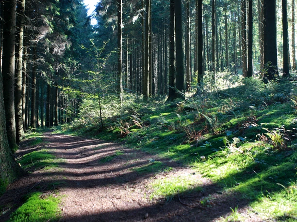 Bergischer Panoramasteig bei Dhünn Ein sonnendurchfluteter Waldweg verläuft durch einen dichten, beeindruckend hohen Nadelwald.
