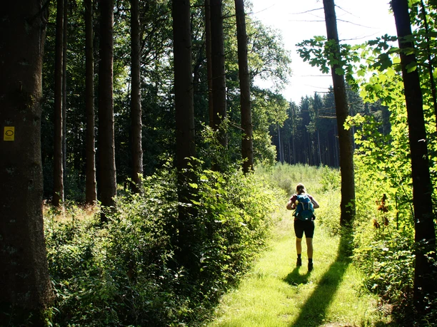 Waldweg <p>Eine Person wandert auf einem sonnenbeschienenen Pfad durch einen dichten, grünen Wald.</p>