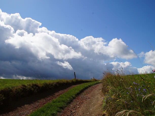 Wirtschaftsweg entlang von Wiesen Ein Feldweg führt durch eine grüne Wiese mit blühenden Wildblumen unter einem dramatischen Wolkenhimmel.