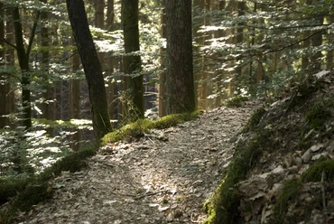 Natursteig_Pfad_Wald