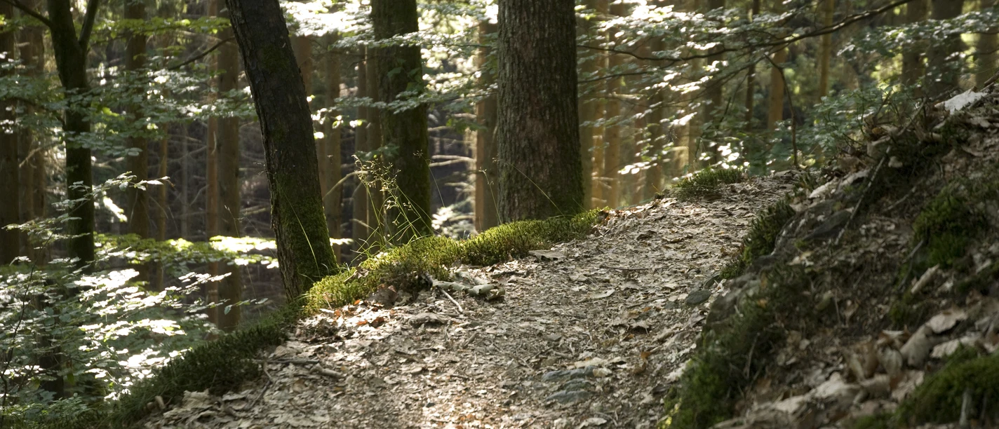 Natursteig_Pfad_Wald Natursteig_Pfad_Wald