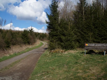 Bank am Panoramasteig bei Eckenhagen Waldweg mit Parkbank am Rand, umgeben von dichten Nadelbäumen unter blauem Himmel mit Wolken.