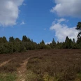 Wacholderheide Heidelandschaft mit blauem Himmel, umgeben von Bäumen und einem klaren Pfad im Vordergrund.