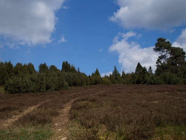 Heidelandschaft mit blauem Himmel, umgeben von Bäumen und einem klaren Pfad im Vordergrund.