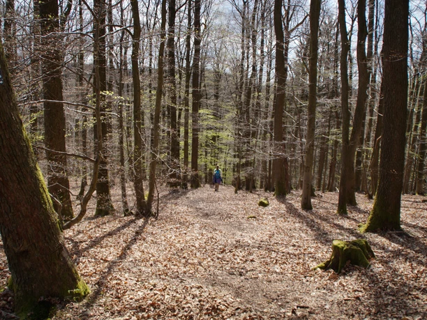 Waldweg <p>Eine Person wandert durch einen lichten, von Laub bedeckten Waldweg im Frühjahr.</p>