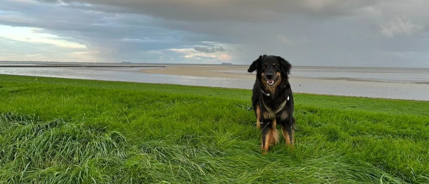 Wattenmeer_23_Hund_Deichvorland Schwarzer Hund mit braunen Pfoten auf einer grünen Grasfläche im Deichvorland mit Wattenmeer und bewölktem Himmel im Hintergrund.