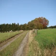 Bergischer Weg vor Eikamp Ein Schotterweg führt durch eine grüne Wiese, gesäumt von Schafen und herbstbunten Bäumen.