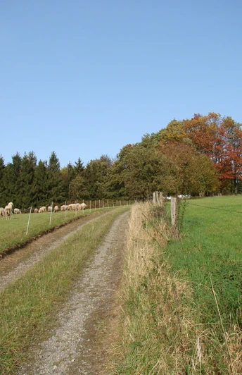 Bergischer Weg vor Eikamp Ein Schotterweg führt durch eine grüne Wiese, gesäumt von Schafen und herbstbunten Bäumen.