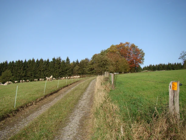 Bergischer Weg vor Eikamp Ein Schotterweg führt durch eine grüne Wiese, gesäumt von Schafen und herbstbunten Bäumen.