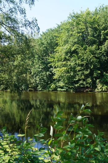Heisinger Bogen am Baldeneysee <p>Ein ruhiger, bewaldeter Flusslauf spiegelt die üppigen Bäume am Ufer im klaren Wasser wider.</p>