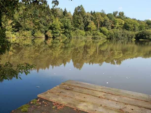 Herrenteich Seeufer mit Steg, umgeben von üppigen Bäumen, die sich im ruhigen Wasser spiegeln.