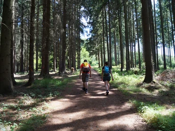 Bergischer Weg bei Bröl Wanderer auf einem Waldweg von hohen Bäumen umgeben, bei sonnigem Wetter im Wald spazierend.