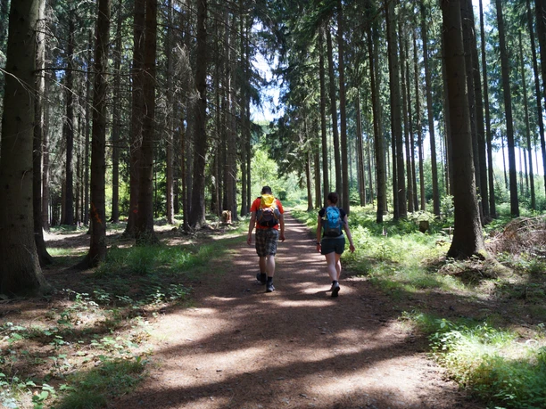Bergischer Weg bei Bröl Wanderer auf einem Waldweg von hohen Bäumen umgeben, bei sonnigem Wetter im Wald spazierend.
