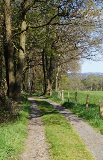 Bergischer Weg bei Wilmeroth Ein schmaler, von Bäumen gesäumter Weg führt an einer grünen Wiese mit offenem Himmel entlang.