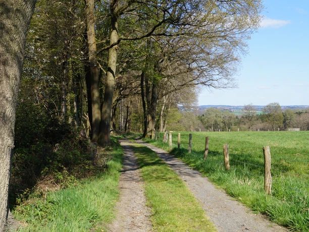 Bergischer Weg bei Wilmeroth Ein schmaler, von Bäumen gesäumter Weg führt an einer grünen Wiese mit offenem Himmel entlang.