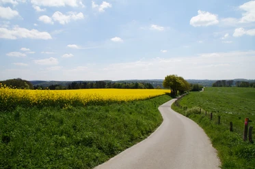 Rapsfeld bei Wülfrath Ein schmaler Weg schlängelt sich durch grüne Felder und gelbe Rapsfelder unter blauem Himmel.