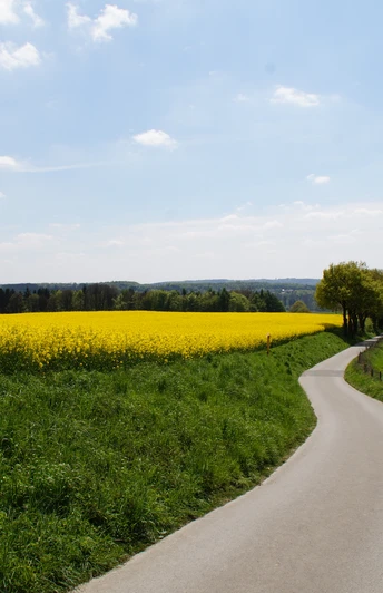 Rapsfeld bei Wülfrath Ein schmaler Weg schlängelt sich durch grüne Felder und gelbe Rapsfelder unter blauem Himmel.