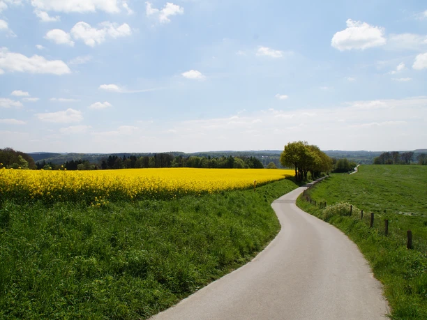 Rapsfeld bei Wülfrath Ein schmaler Weg schlängelt sich durch grüne Felder und gelbe Rapsfelder unter blauem Himmel.