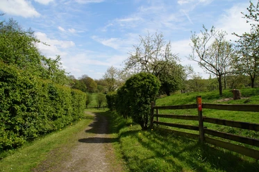 Bergischer Weg Etappe 3 Ein idyllischer Feldweg, gesäumt von Hecken und blühenden Bäumen, führt durch eine grüne Landschaft.