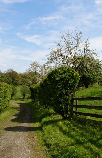 Bergischer Weg Etappe 3 Ein idyllischer Feldweg, gesäumt von Hecken und blühenden Bäumen, führt durch eine grüne Landschaft.