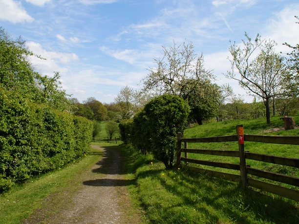 Bergischer Weg Etappe 3 Ein idyllischer Feldweg, gesäumt von Hecken und blühenden Bäumen, führt durch eine grüne Landschaft.