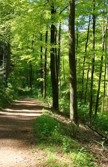 Bergischer Weg zwischen Müngsten und Burg Ein Waldweg gabelt sich in zwei Pfade, flankiert von hohen, dicht belaubten Bäumen im Sonnenlicht.